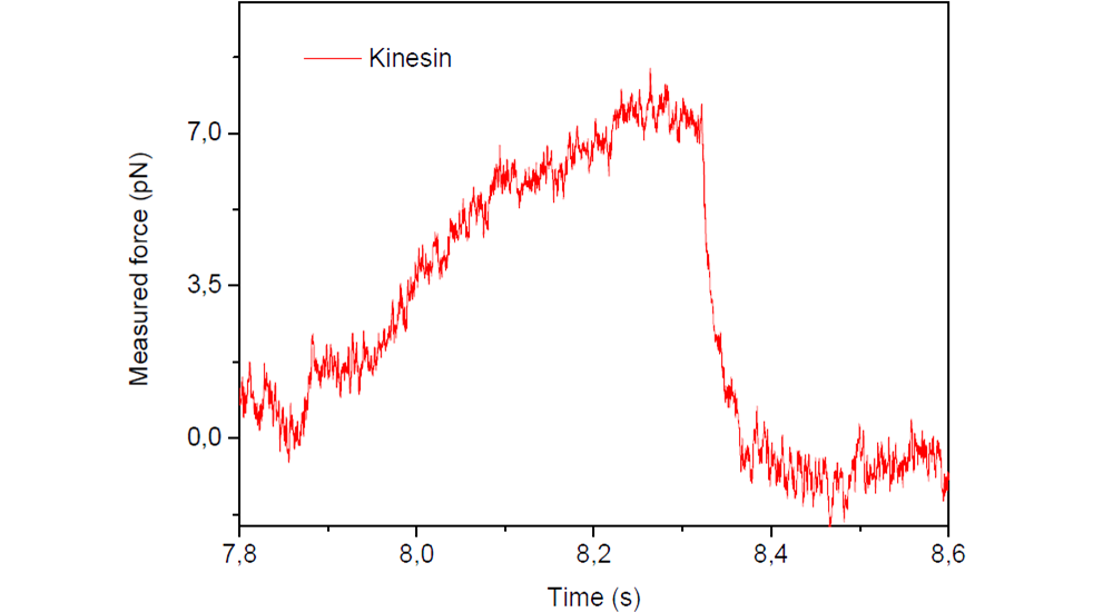 Kinesin motor protein stall force measured inside cell