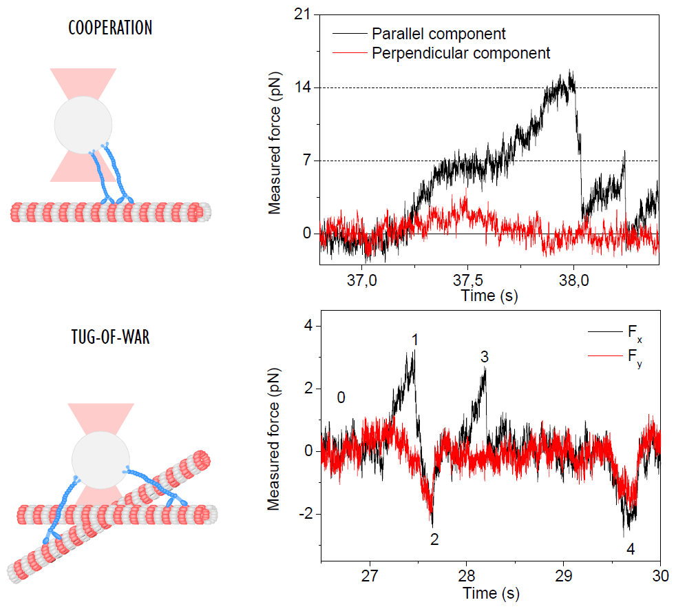 Motor protein cargo transport along microtubules