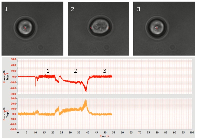 cell membrane force application ina cell stretching in a experiment. cell membrane force application ina cell stretching in a experiment.