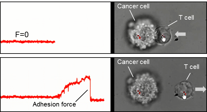 immune cell cell interaction engaged and measured with SENSOCELL optical tweezers