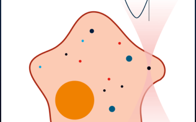 Microrheology of soft biological samples using SENSOCELL optical tweezers.