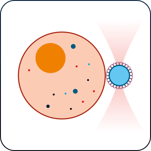 membrane mechanoreceptors application