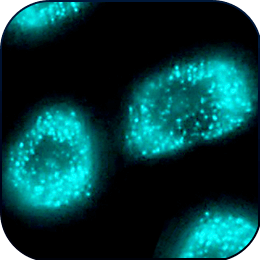 Imaging compatibility: confocal, DIC, fluorescence, TIRF