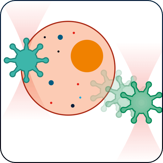 cell cell interaction forces measured with optical tweezers