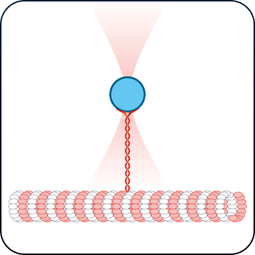 microtubules motor protein activity with optical tweezers