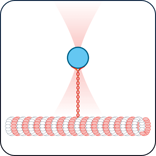 microtubules motor protein activity with optical tweezers microtubules motor protein activity with optical tweezers
