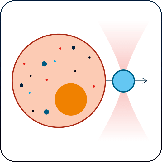 cell membrane force measurements with optical tweezers SENSOCELL