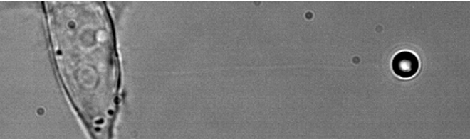 membrane tether pulling with optical tweezers on HELA cancer cell.