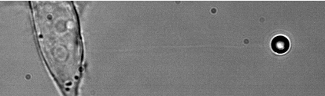 membrane tether pulling with optical tweezers on HELA cancer cell. 