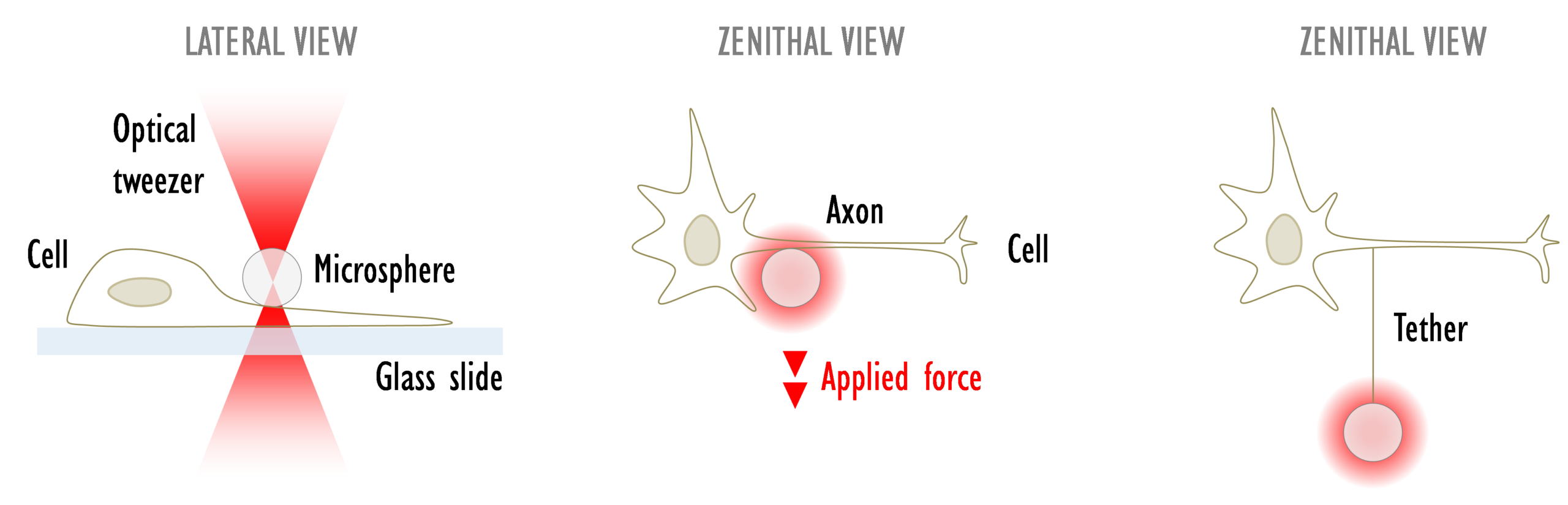 membrane tether pulling with optical tweezers on neuron axon.