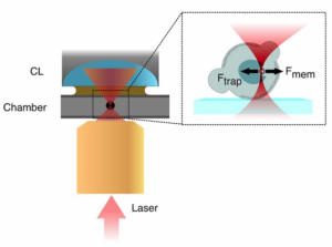 cell nucleus mechanotransduction paper experimental sketch