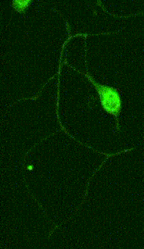 neuron axon tether pulling experiment with optical tweezers SENSOCELL