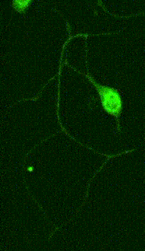 neuron axon tether pulling experiment with optical tweezers SENSOCELL neuron axon tether pulling experiment with optical tweezers SENSOCELL