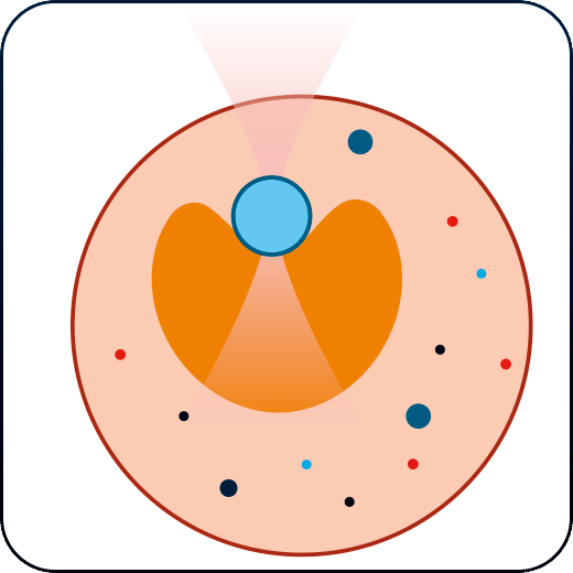 Cell nucleus mechanobiology
