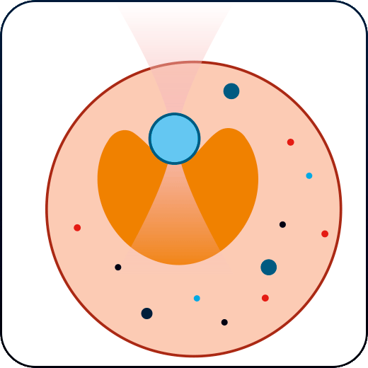 Mechanotransduction studies of the cell nucleus with optical tweezers Mechanotransduction studies of the cell nucleus with optical tweezers