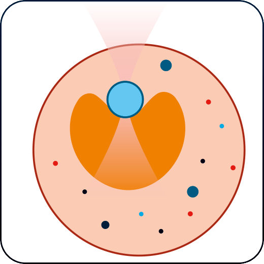 Mechanotransduction studies of the cell nucleus with optical tweezers