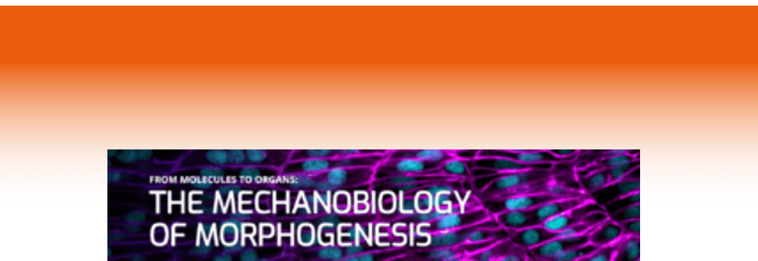 Mechanobiology of Morphogenesis Conferences