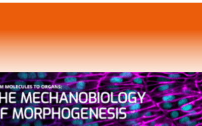 Mechanobiology of Morphogenesis Conferences