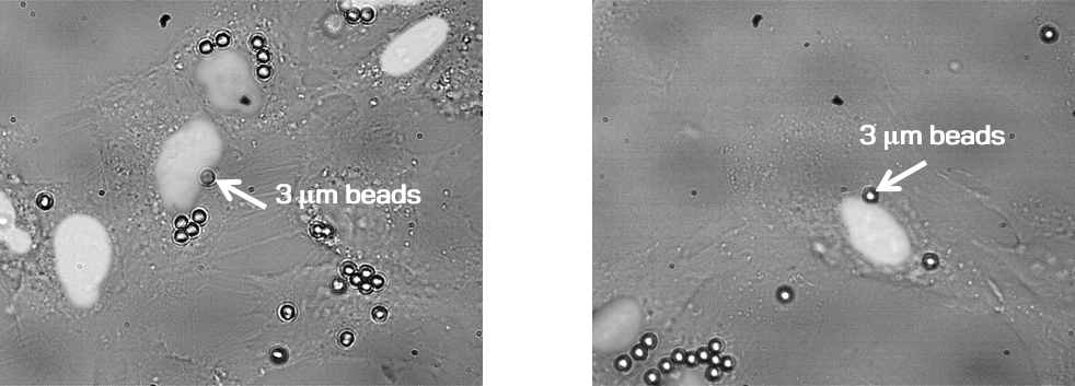 Fluorescence image of cell nucleus in HELA cancer cells and RPE1 human retina cells Fluorescence image of cell nucleus in HELA cancer cells and RPE1 human retina cells