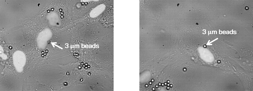 Fluorescence image of cell nucleus in HELA cancer cells and RPE1 human retina cells