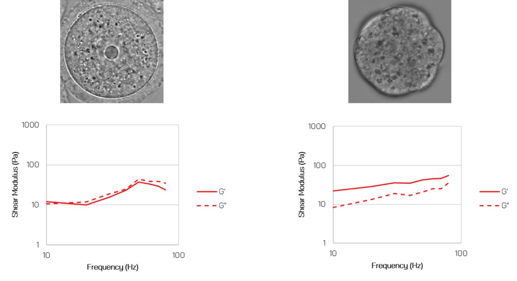 cell elasticity and viscosity shear moduli in mouse oocytes and embryos cell elasticity and viscosity shear moduli in mouse oocytes and embryos