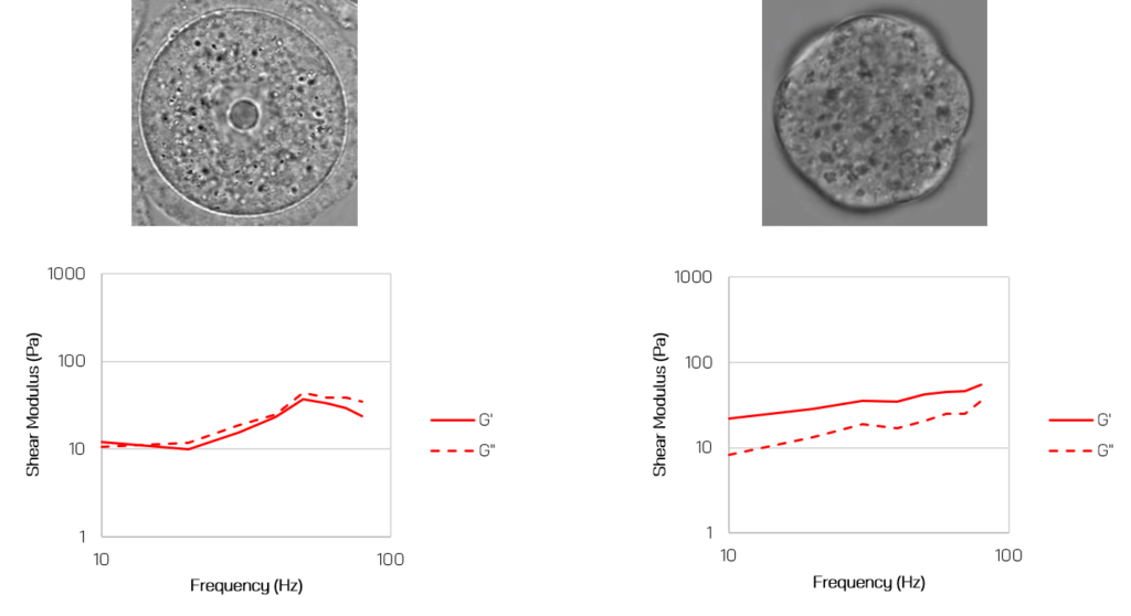 cell elasticity and viscosity shear moduli in mouse oocytes and embryos