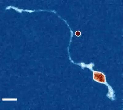 neuron mechanoreceptor activation and ion channel Ca imaging