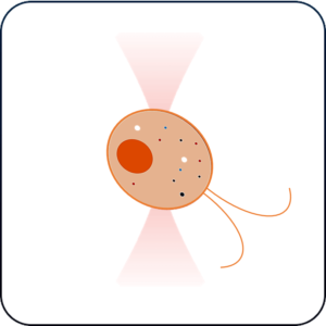 Microswimmer cell motility mechanobiology application