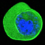 optical tweezers confocal imaging of nucleus