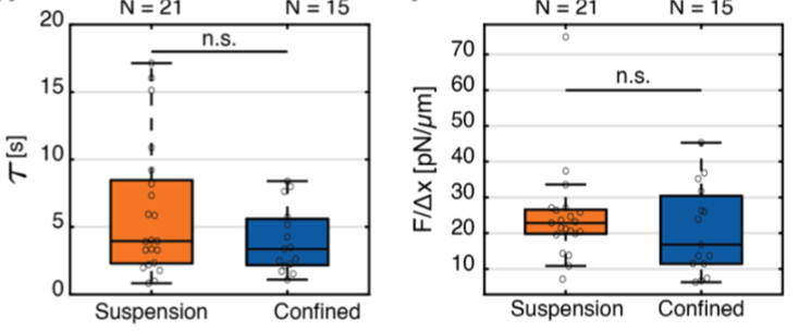 cell nucleus sttiffness in confined and suspended cells