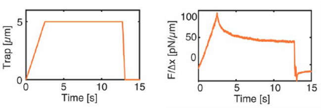 Cell nucleus mechanotransduction study via indentation with optical tweezers