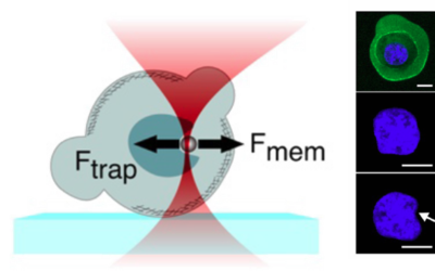 New protocol for the study of subcellular mechanics in confinement