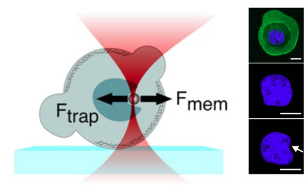 New protocol for the study of subcellular mechanics in confinement