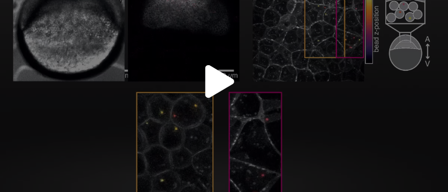 Cell nucleus mechanotransduction study via indentation with optical tweezers