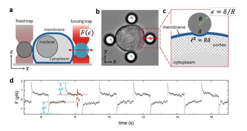 Cancer cell indentation 4 beads assay Cell membrane rigidity and diffusivity assay