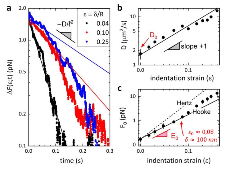Poroelasticity data. Young Modulus and diffusion coefficent of cell membrane Young modulus and Diffusivity of cell membrane measured with optical tweezers